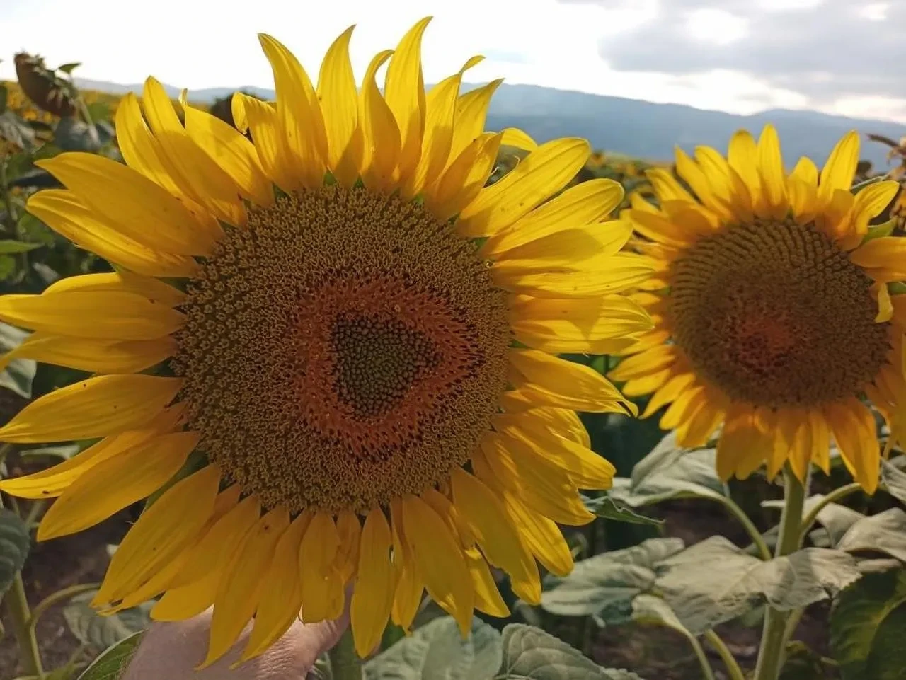 Karadenizbirlik ayçiçeği alım fiyatını 29 bin lira olarak açıkladı