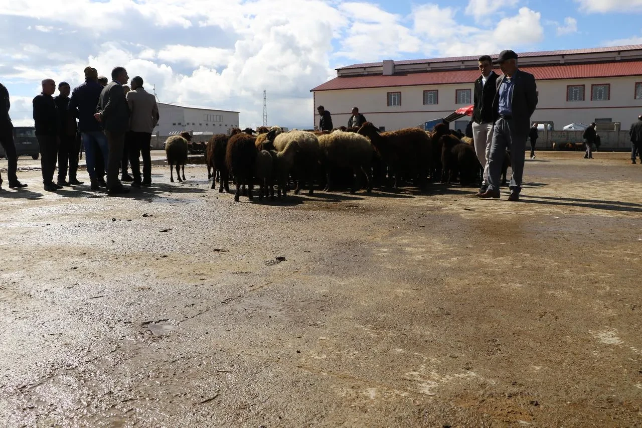 Ağrı’da canlı hayvan borsası 10 eylül’de yeniden açılıyor