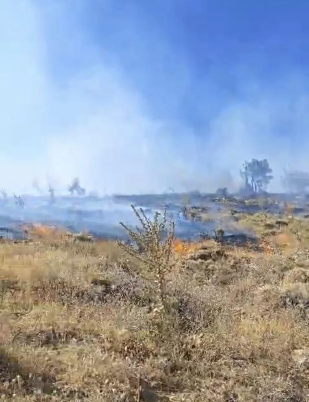 Adıyaman Sincik’te orman yangını meşe ağaçlarına zarar verdi