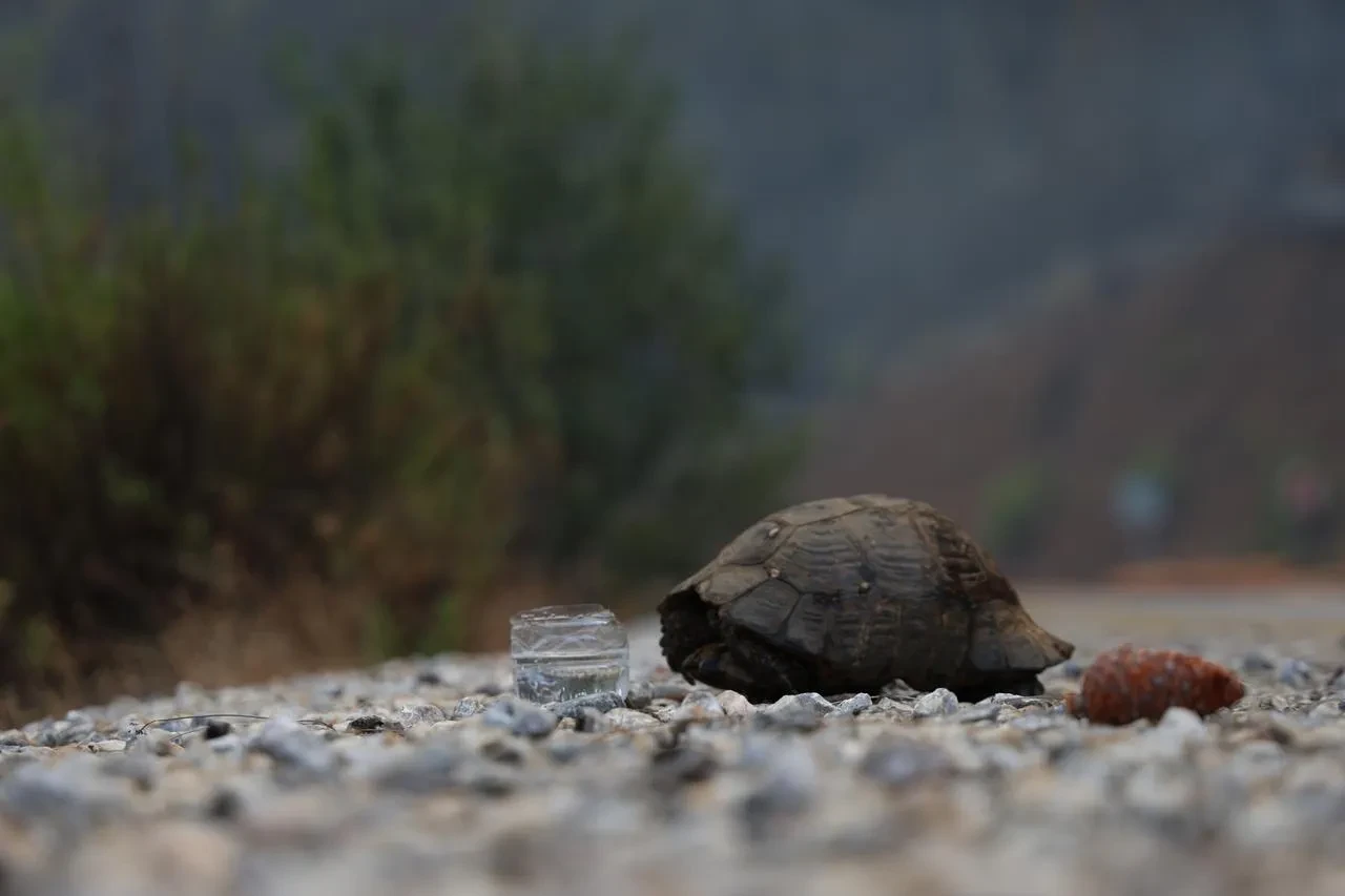 Muğla'nın Köyceğiz ilçesinde orman yangını doğal yaşamı tehdit etti