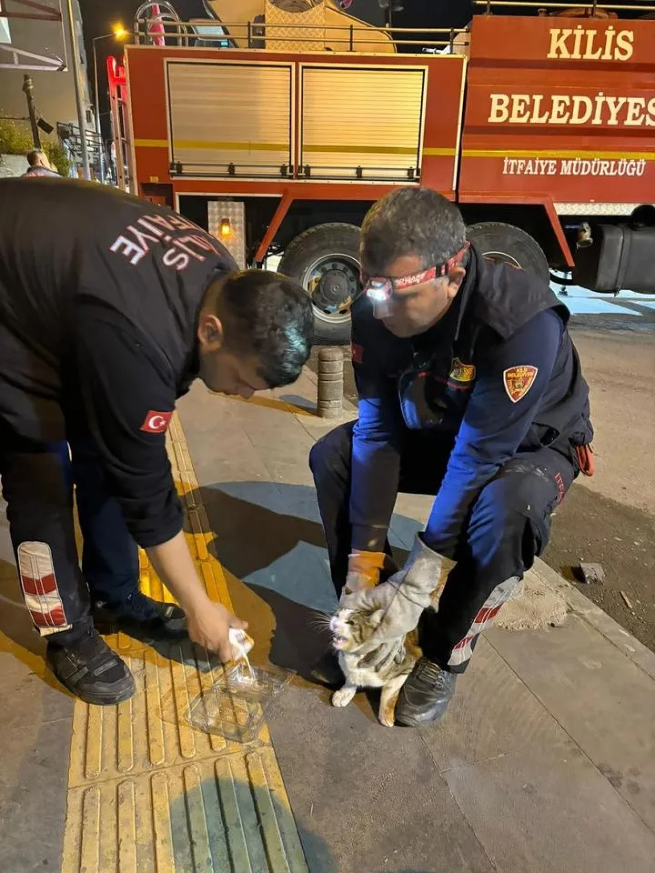 Kilis'te ağaçta mahsur kalan kedi itfaiye ekipleri tarafından kurtarıldı
