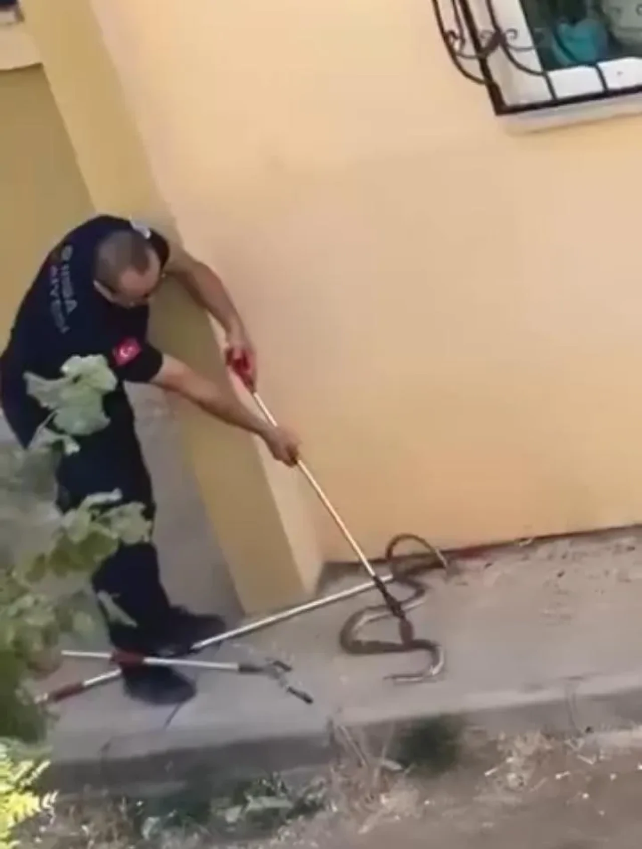 Bursa'nın İnegöl ilçesinde konut bahçesinde 1,5 metrelik yılan görüldü