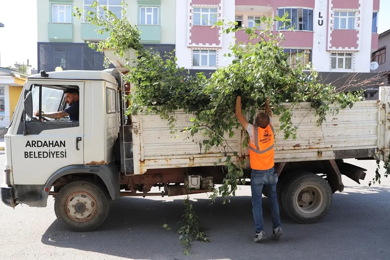 Ardahan belediyesi il merkezinde ağaç budama çalışmaları yapıyor