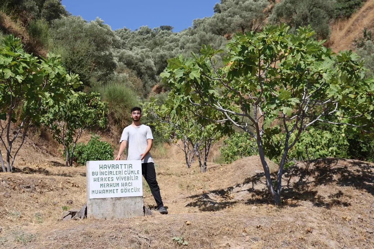 Aydın'da çiftçi incir bahçesine herkese açık mermer levha dikti