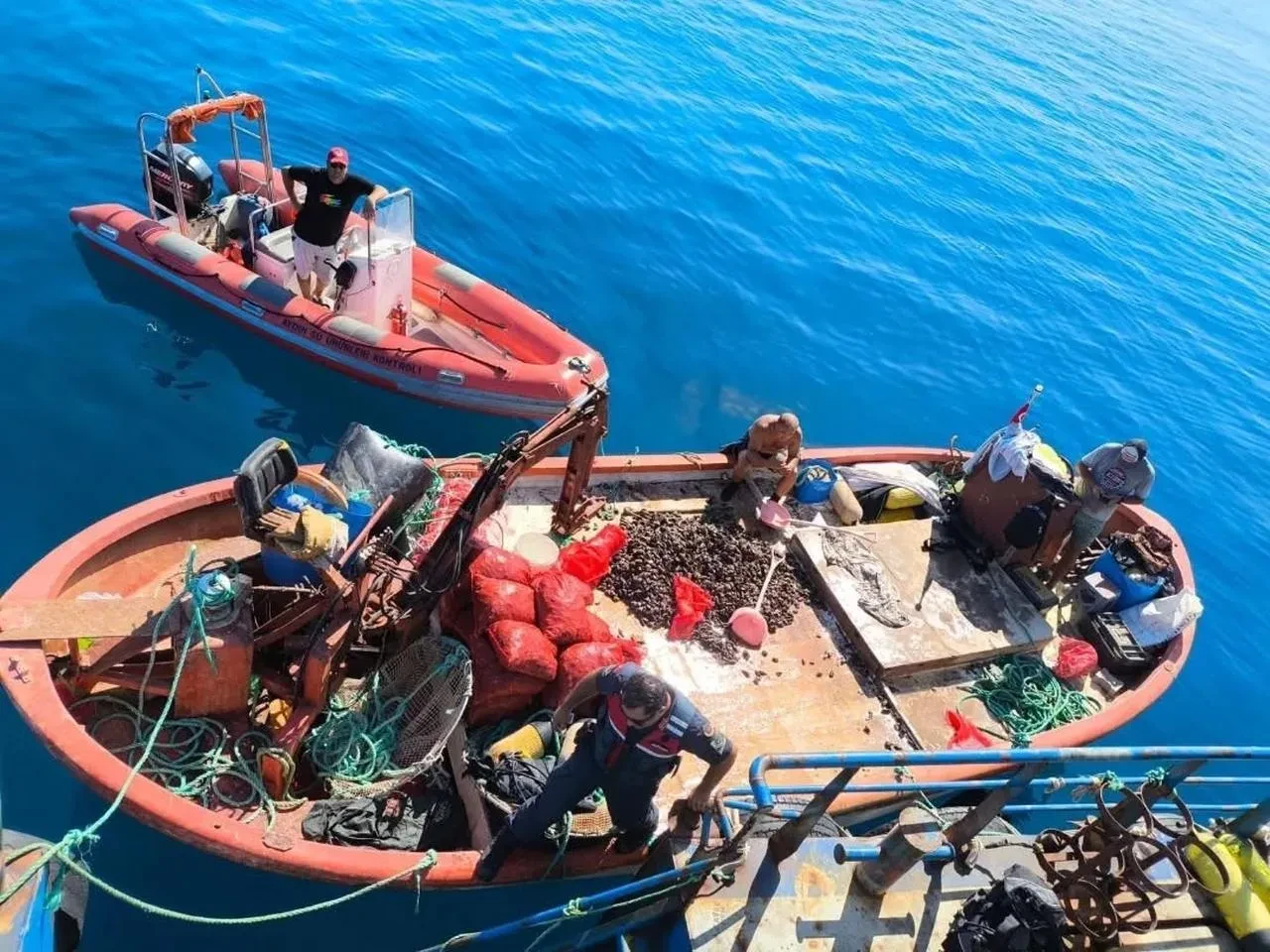 Aydın'da kaçak avlanan 600 kilo midye denize bırakıldı