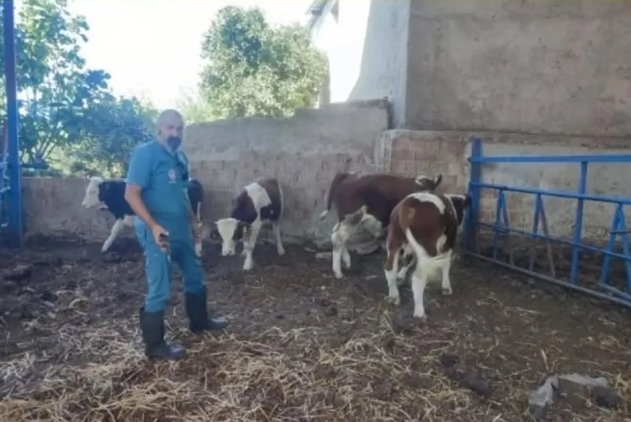 Aydın İl Tarım Müdürlüğü üreticilere şap hastalığı uyarısı yaptı