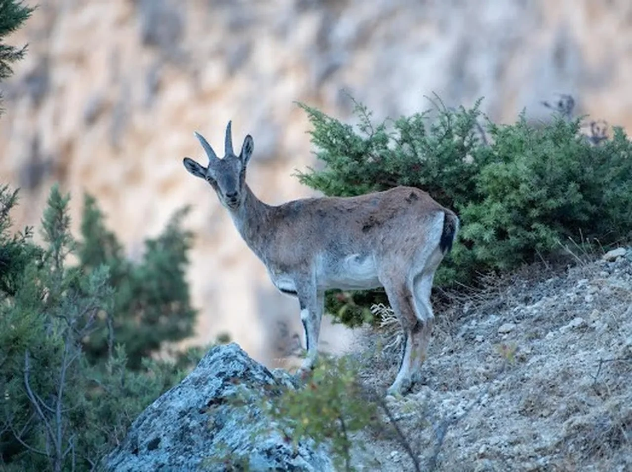 Munzur Dağları'nda koruma altındaki dağ keçileri drone ile görüntülendi