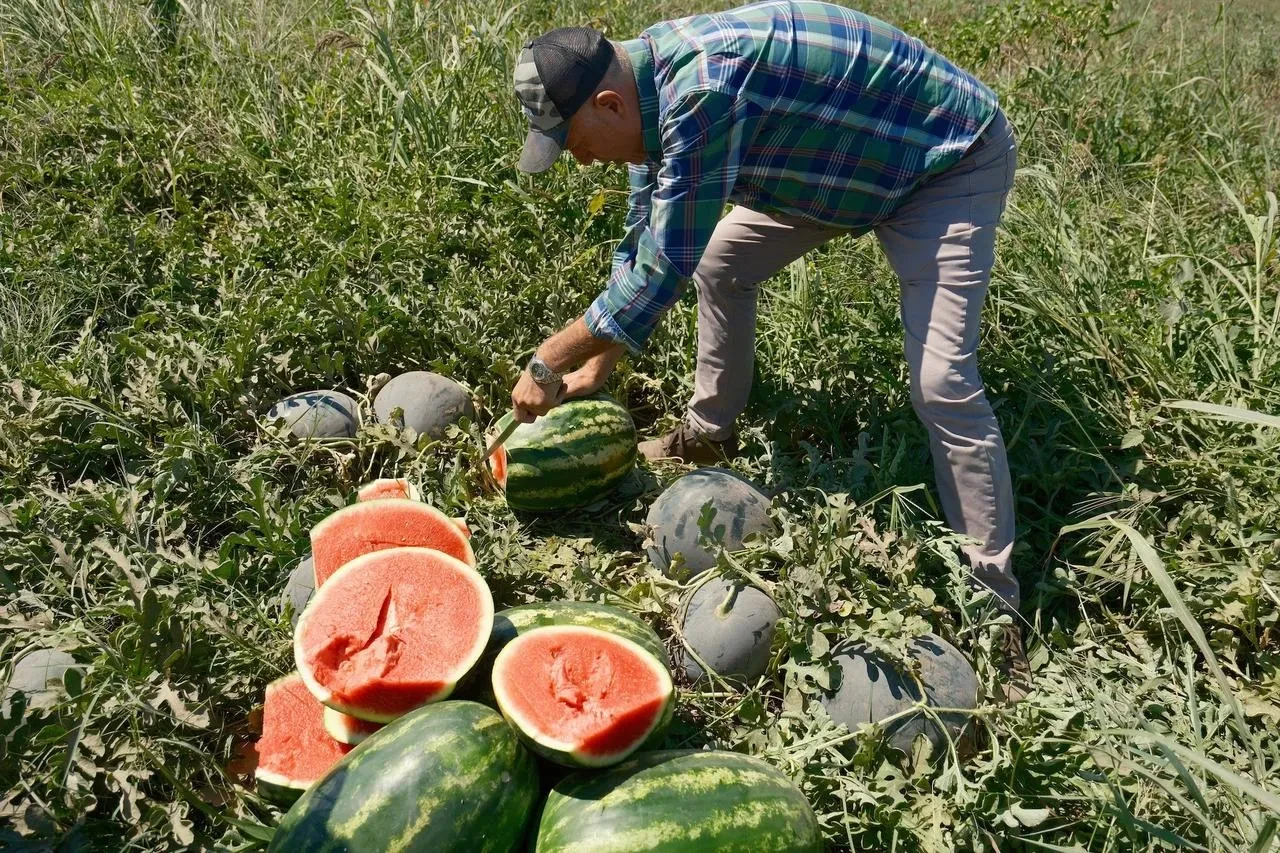 iPhone 17 almak için çiftçilerin tonlarca ürün satması gerekiyor