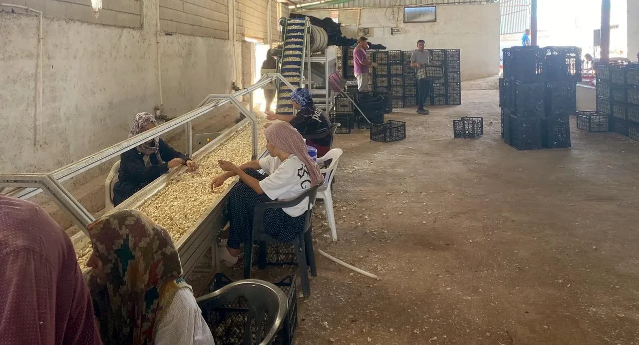 Arabanlı çiftçi Kadir Öztürk ata tohumu tesisi kurdu