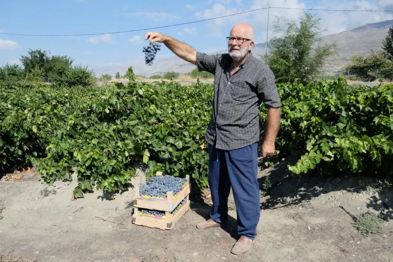 Erzincan’ın Üzümlü ilçesinde Cimin üzümü hasadı başladı