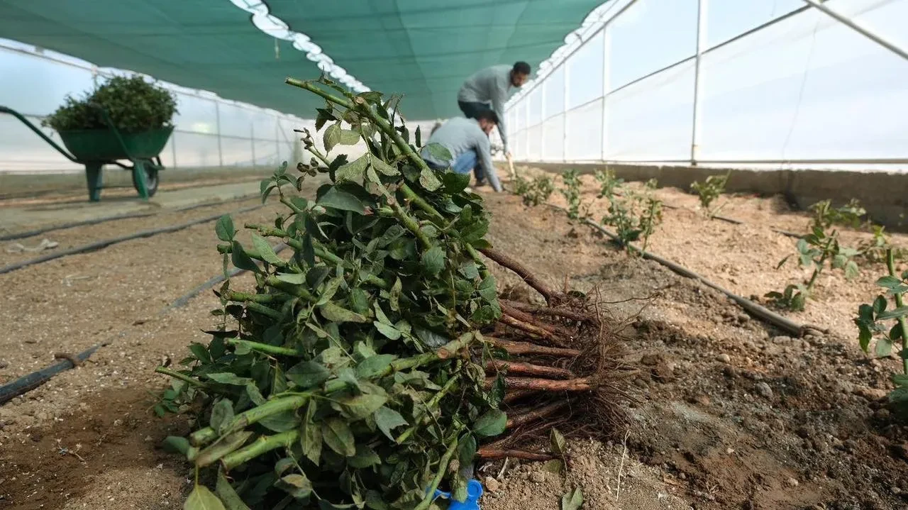 Erzincan Belediyesi explorer gül serası ile şehir estetiğine katkı sağlıyor