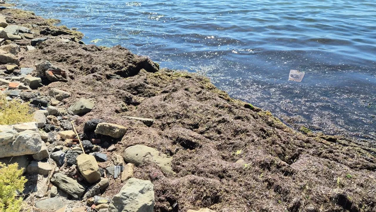 Tekirdağ’da Poyraz Fırtınası Sonrası Kızıl Yosunlar Kıyıya Vurdu