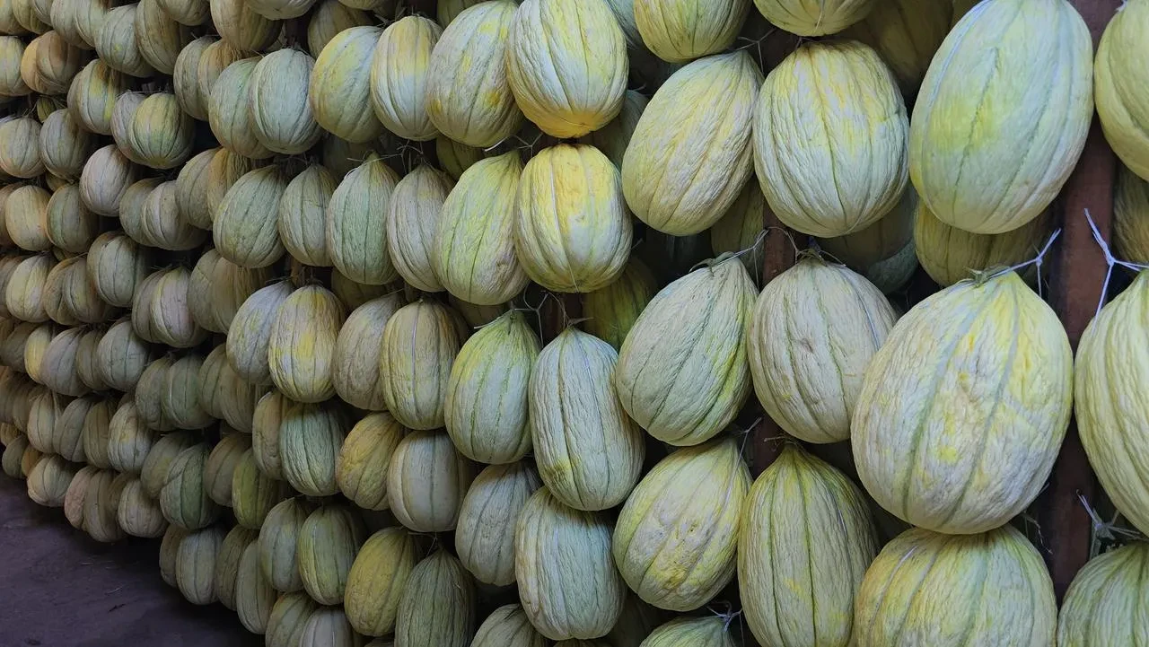 Kırkağaç kavunu klimalı depolarda kışa hazırlanıyor ve AB'den coğrafi tescil aldı