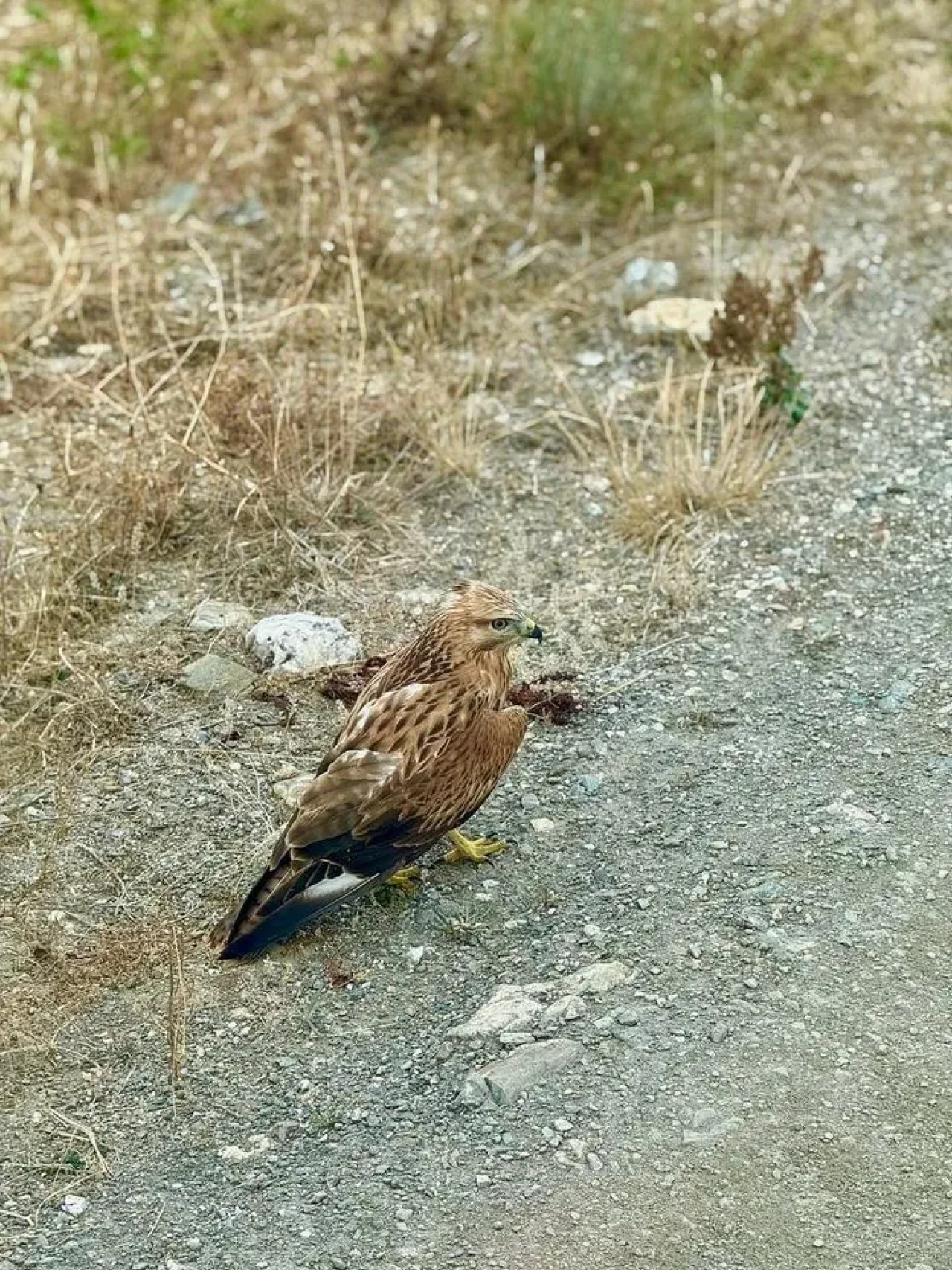 Daday'da yaralı şahin Doğa Koruma ekiplerince tedavi altına alındı