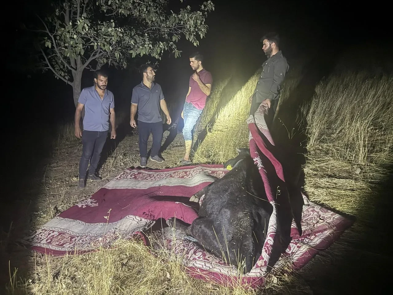 Hakkari Derecik'te rahatsızlanan inek halıyla taşınarak kurtarıldı