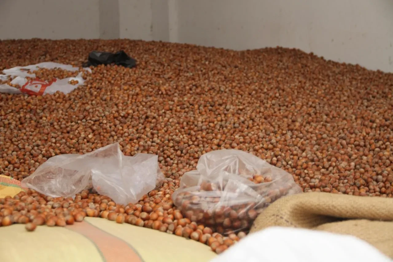 Çarşamba’da 50 randıman fındık fiyatları 300 TL’ye yükseldi