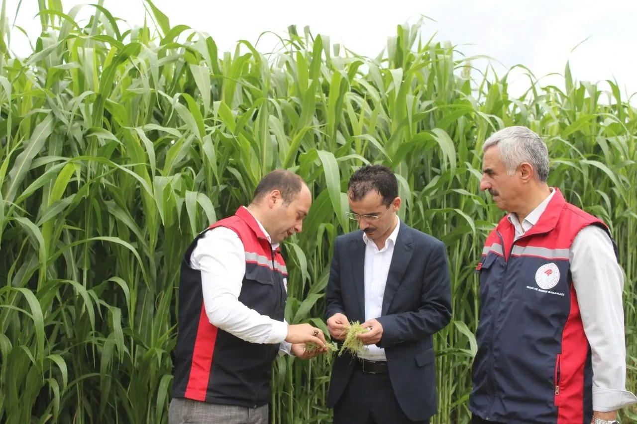 Tokat'ta TAKE Projesi ile sorgum sudan otu hasadı yapıldı