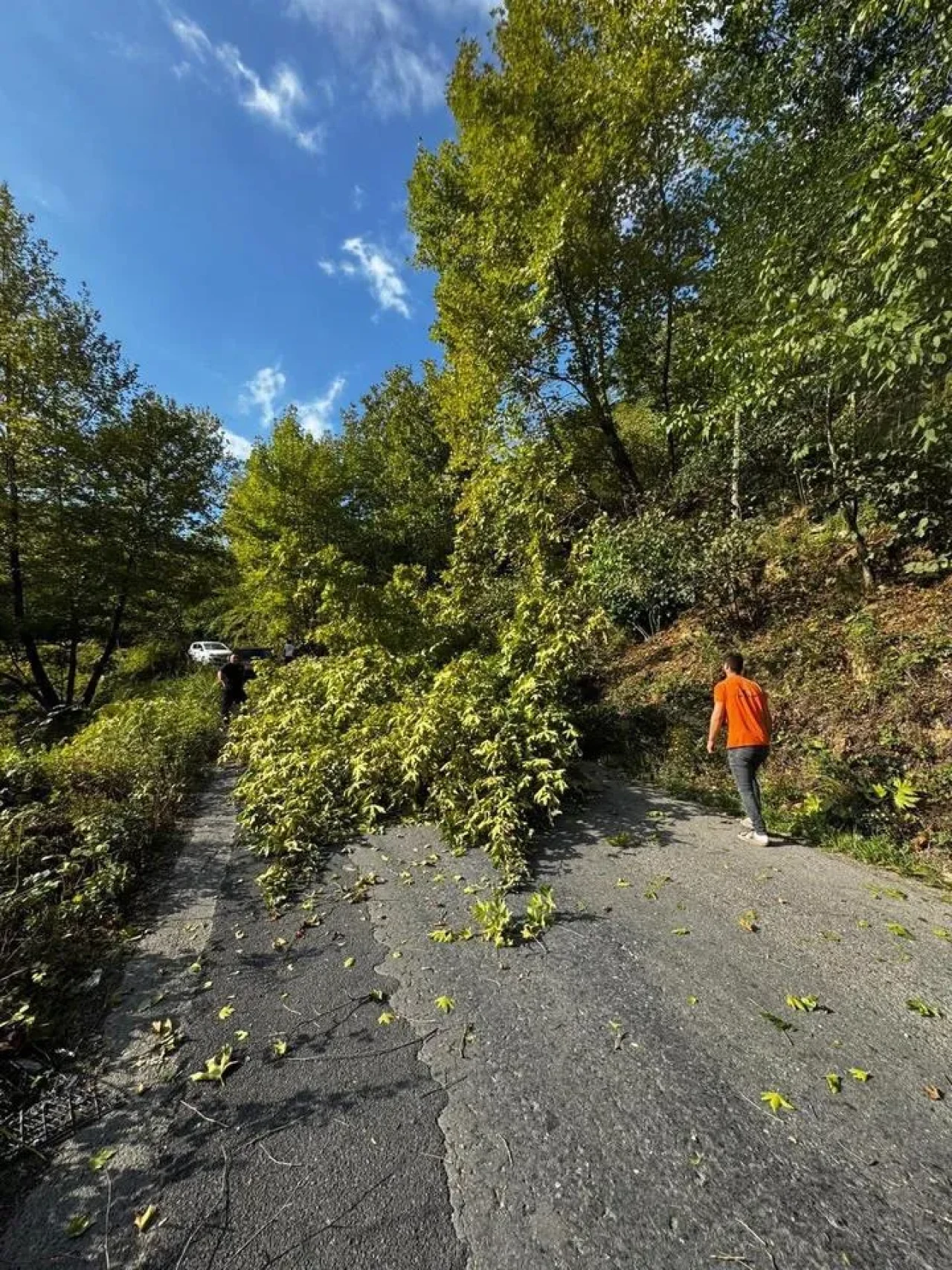 Zonguldak Alaplı’da vatandaşlar devrilen ağacı kaldırarak trafiği normale döndürdü