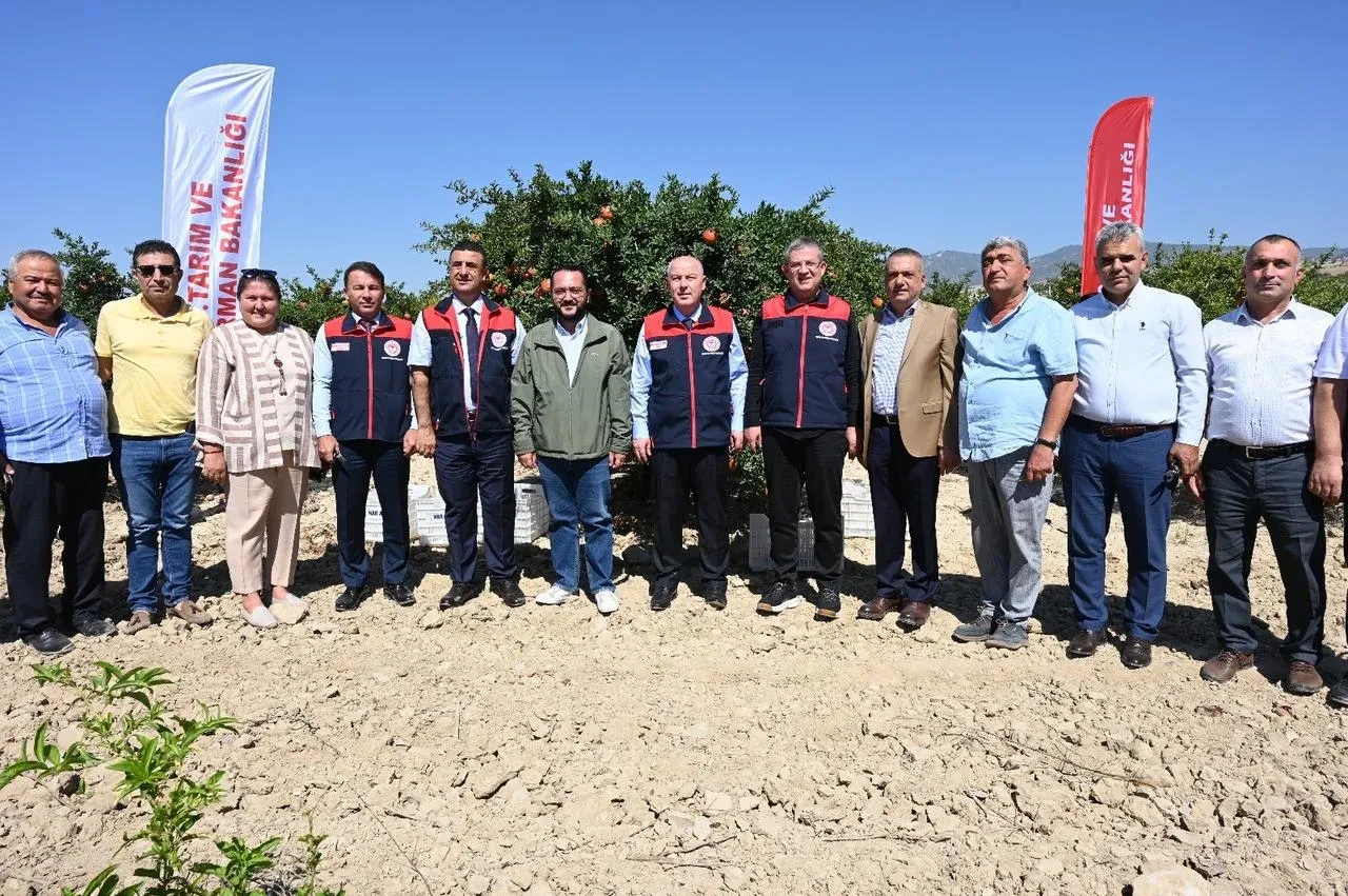 Denizli'de nar hasadı başladı ve üreticiler iş başında