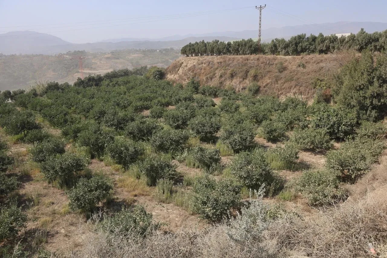 Hatay'da Mısırlı şahıs hemşehrisini satırla öldürdü ve iz takip köpeği pamukla