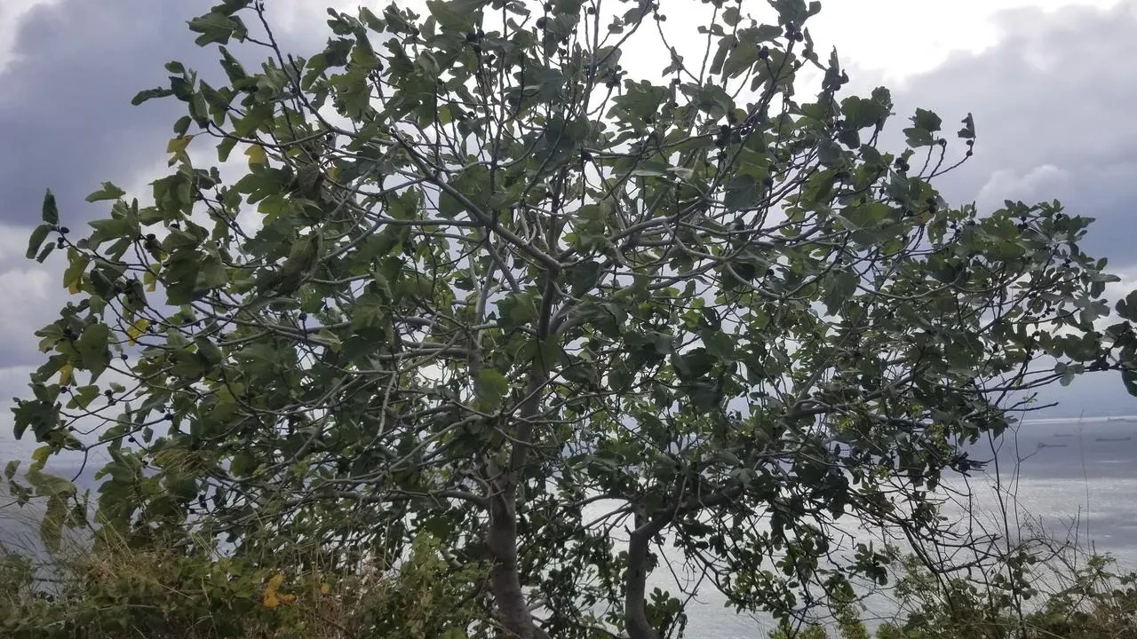 Sinop'ta şiddetli fırtına ormanlık alanlarda hasara yol açtı