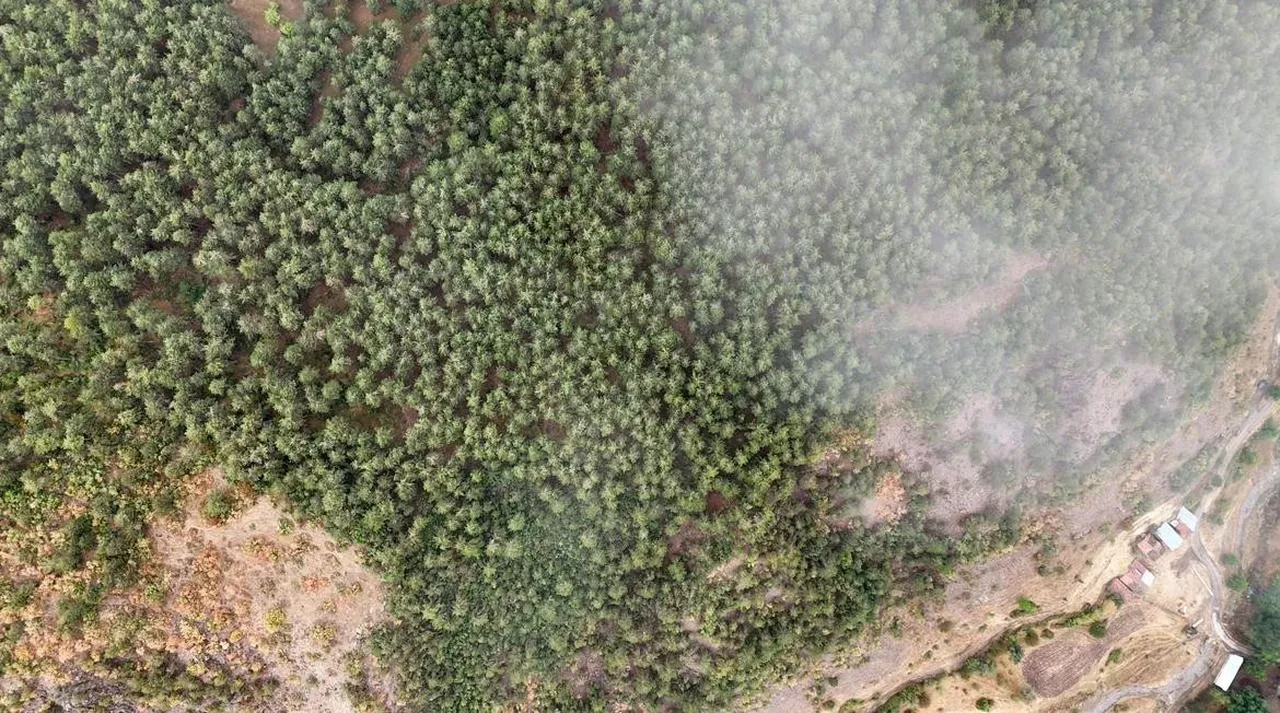 Kastamonu'nun İhsangazi ilçesinde sis Ilgaz Dağı'nda kartpostallık manzaralar oluşturdu