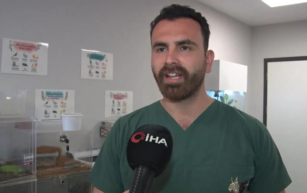 İstanbul'da aşırı meyve yiyen ayı Cerrahpaşa Veteriner Fakültesi'nde tedavi edildi