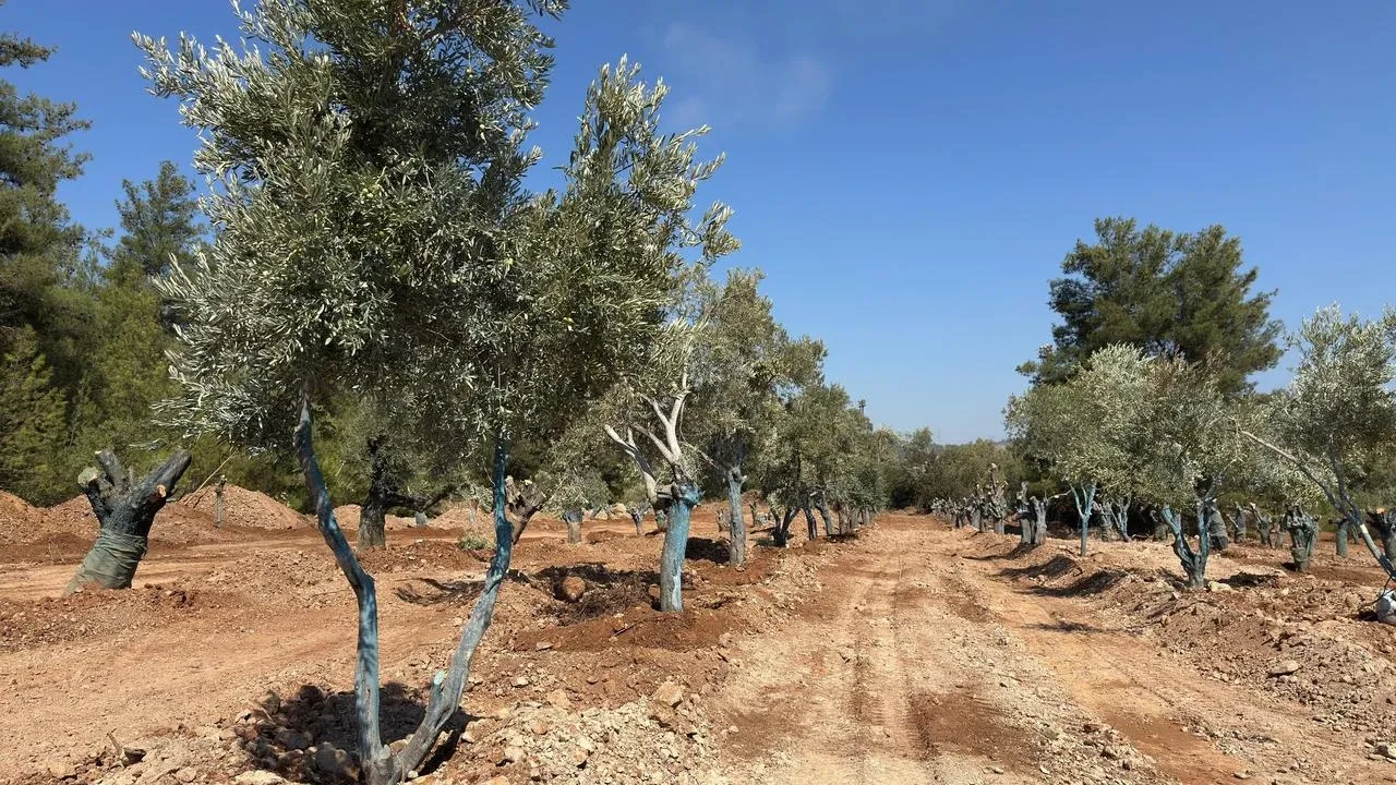 Muğla Milas'ta 151 zeytin ağacı bilimsel yöntemlerle taşındı