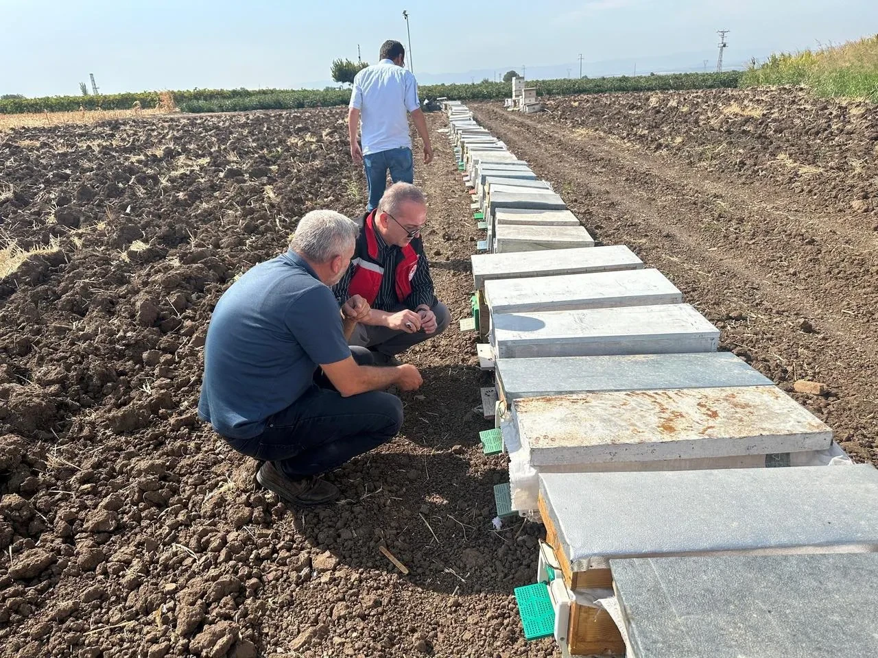 Halitpaşa'da arı ölümleri İlçe Tarım ve Orman Müdürlüğü tarafından inceleniyor