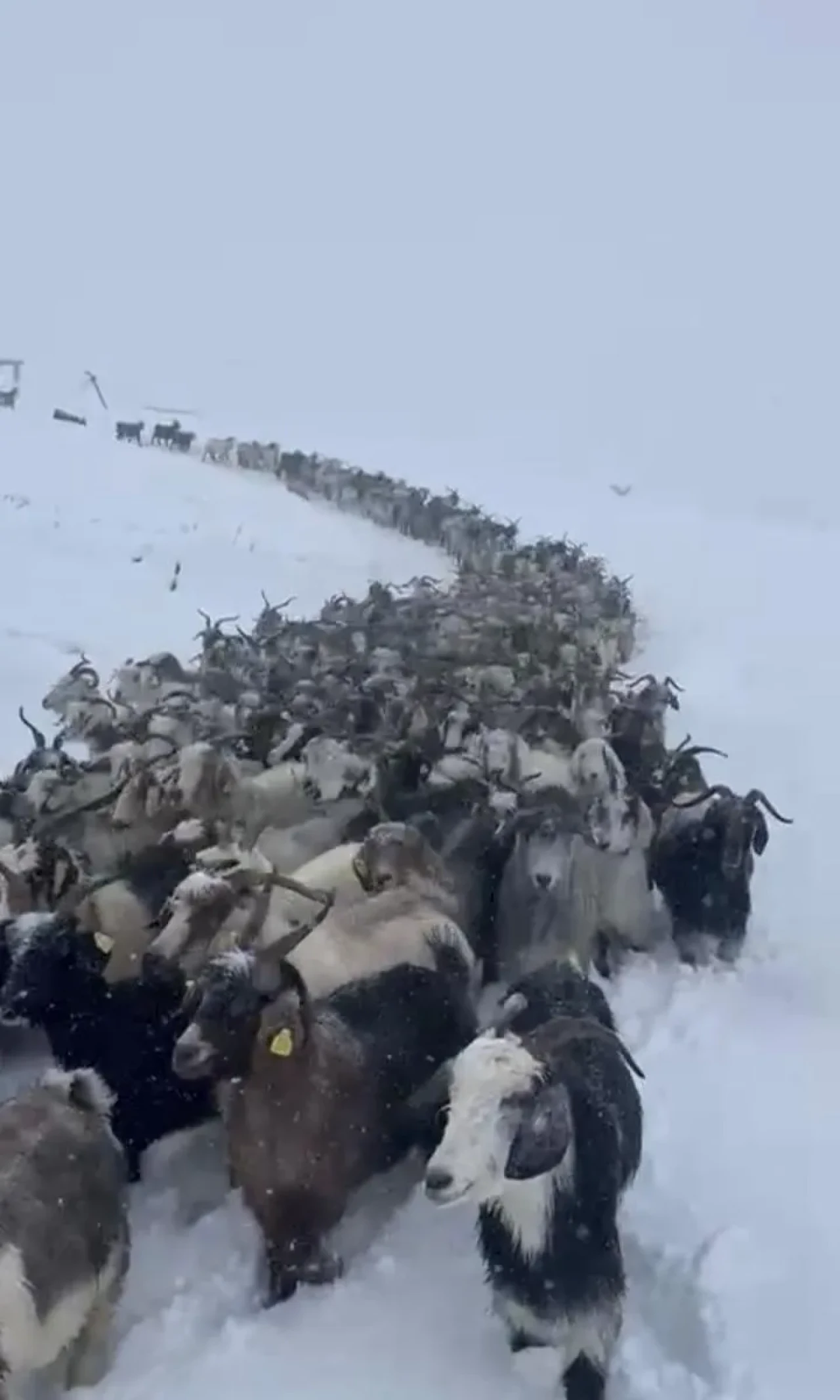 Rize'nin Çamlıhemşin ilçesinde mahsur kalan 500 küçükbaş hayvan kurtarıldı