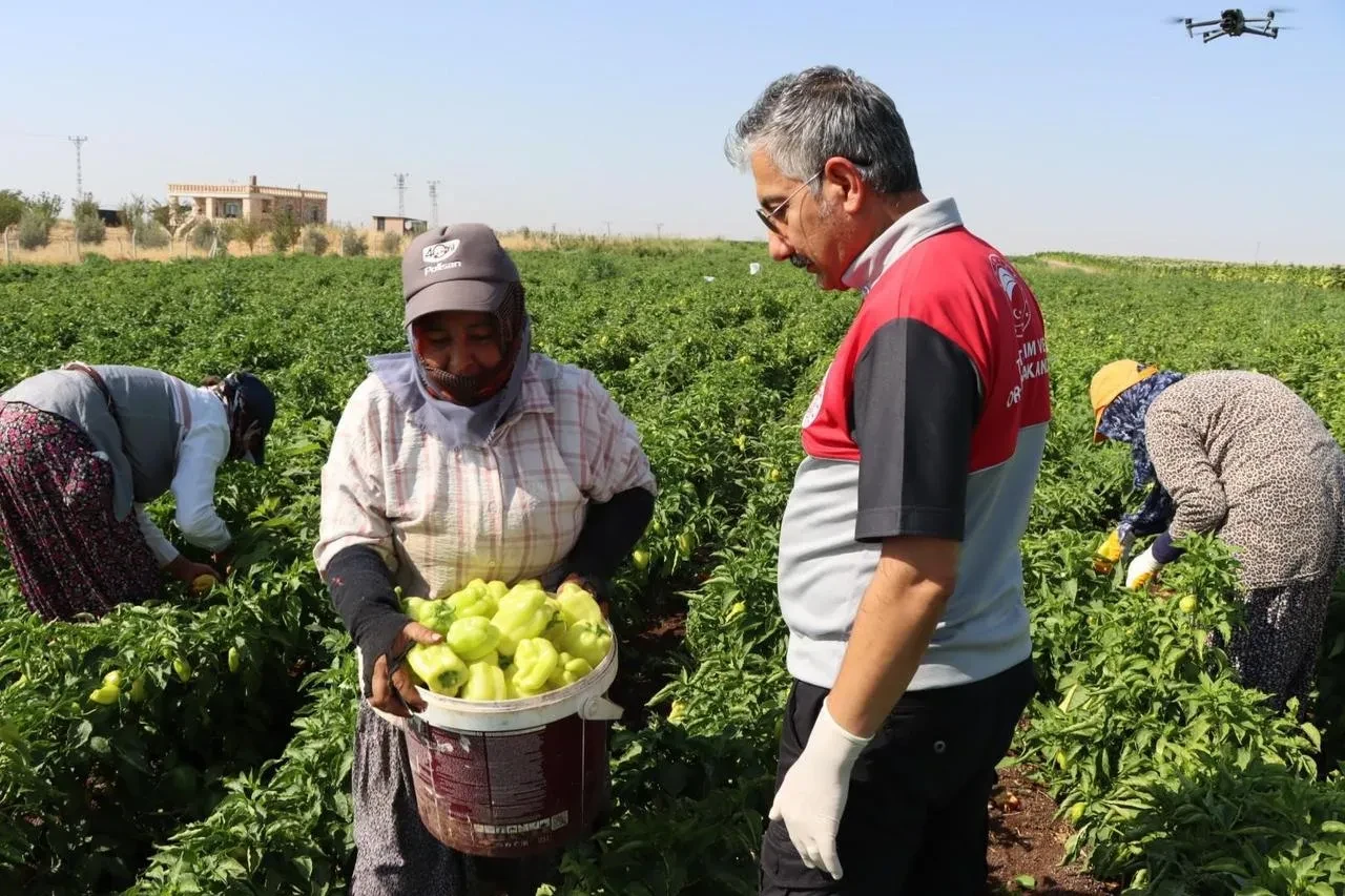 Adıyaman’da biber hasadı başladı İl Tarım Müdürü saha ziyaretinde