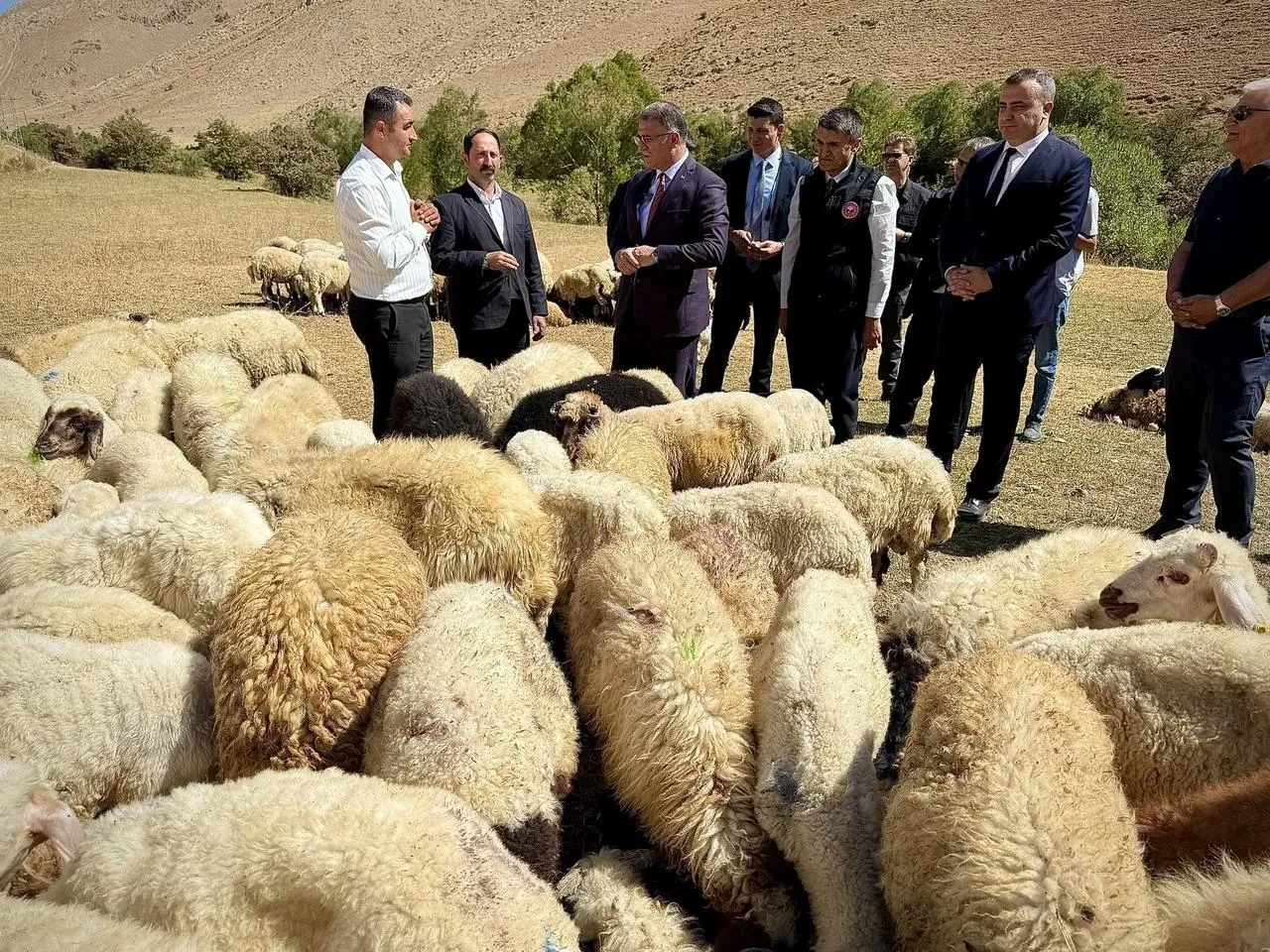 Van Valisi Ozan Balcı çiftçilere 240 bin koyun dağıttı
