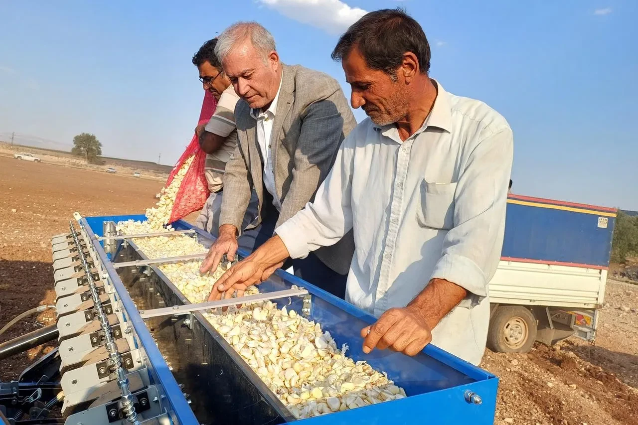 Gaziantep'te Araban sarımsağı ekimi 30 bin dönümde başladı