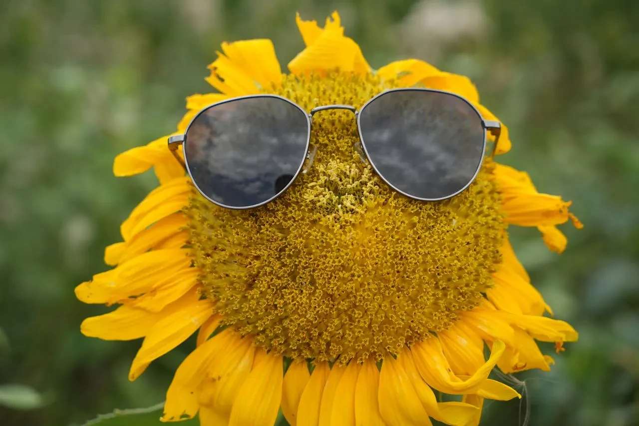 Erzincan’daki ayçiçeği tarlaları güneşi kıskandırıyor