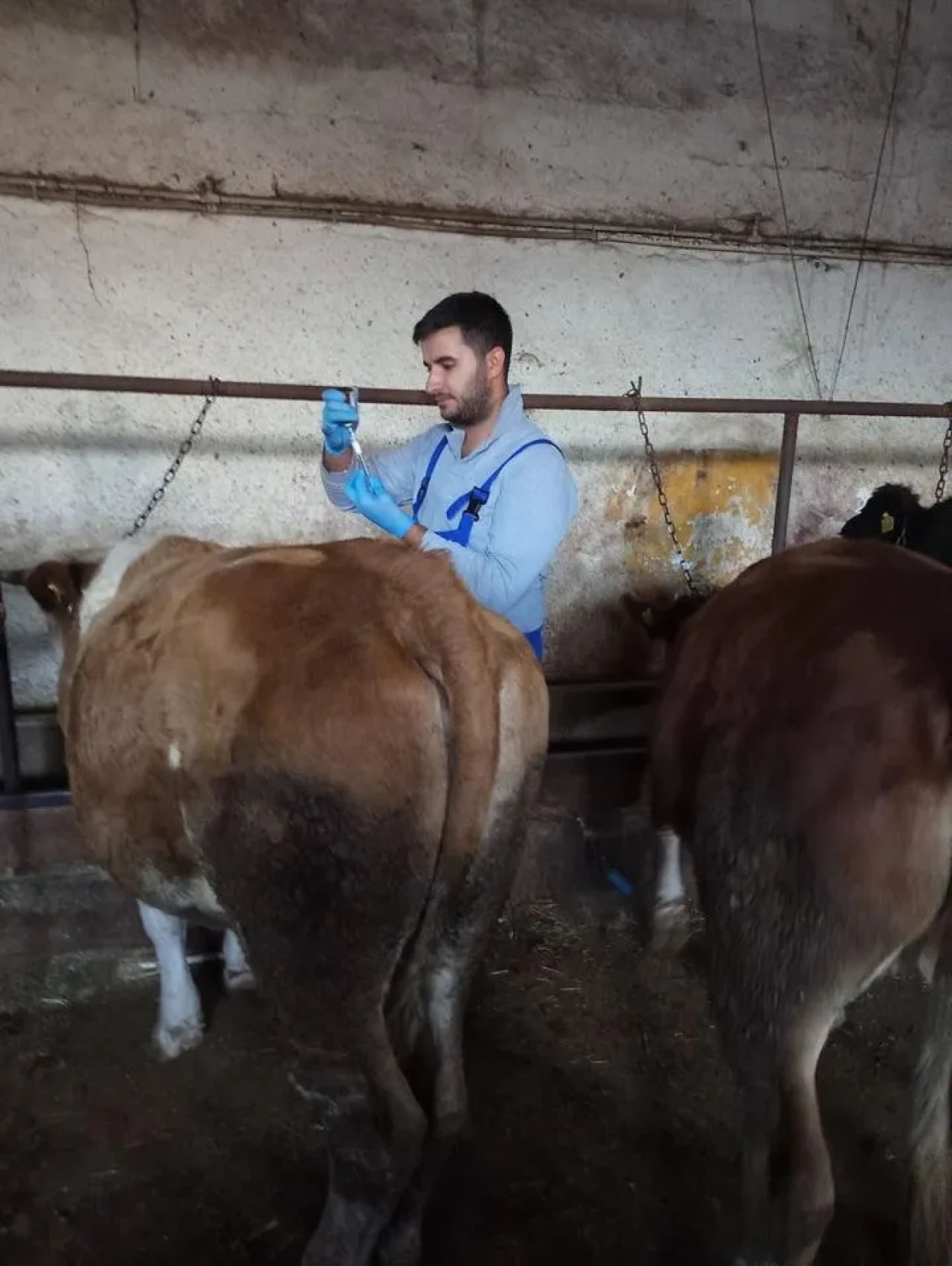 Bayburt'un Aydıntepe ilçesinde şap aşılama kampanyası sona yaklaştı
