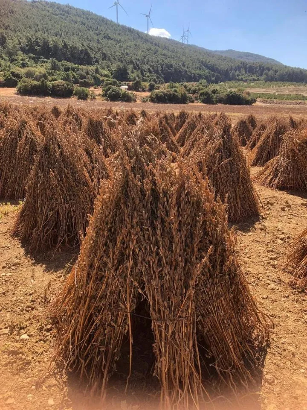 Söke’de susam hasadı ile çiftçilerin yüzü gülüyor