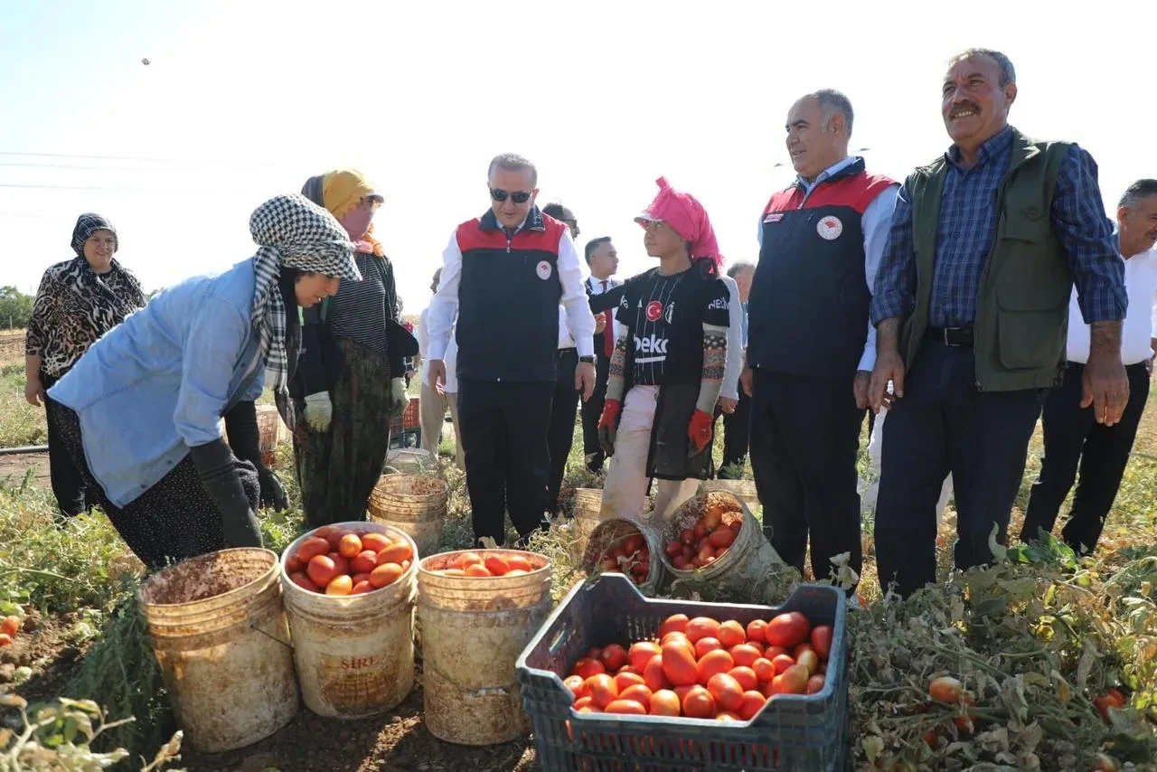 Elazığ'da 2025 Yılı İçin 100 Bin 352 Ton Domates Rekoltesi Bekleniyor
