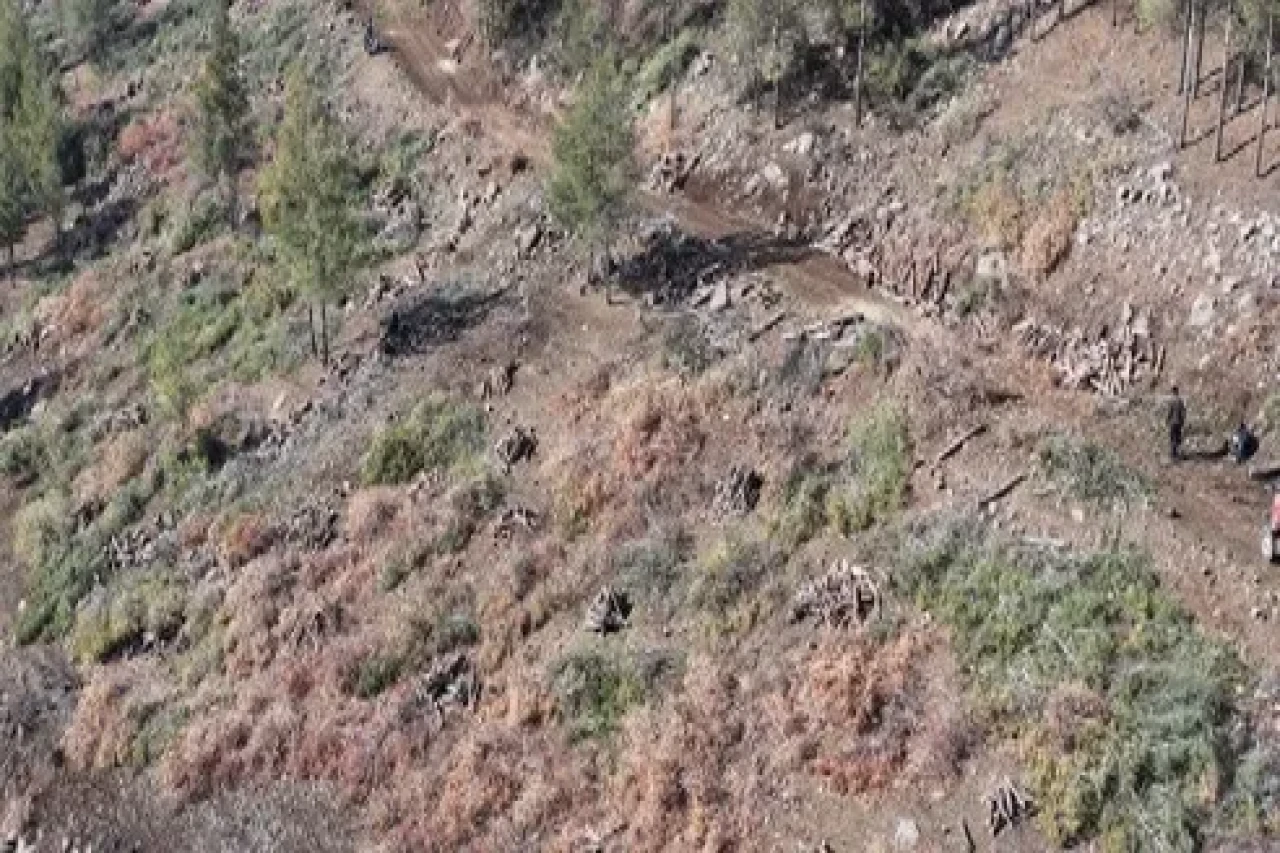 Kilis’te Akdeniz çam kabuk böceğine karşı feromon tuzaklarıyla mücadele sürüyor