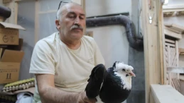 Bayburt güvercini dünya literatürüne "Türk fısıldayıcısı" olarak geçti