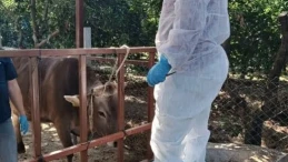 Nazilli'de şap hastalığıyla mücadele çalışmaları üç mahallede yoğun şekilde sürüyor