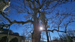 Elazığ'ın Harput Mahallesi'nde 300 yıllık çınar yıllara meydan okuyor