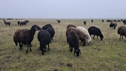 Muş'un Hasköy ilçesinde hava sıcaklığının mevsim normallerinin üzerinde seyretmesi besicileri sevindirdi