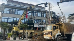 Aydın'ın İncirliova ilçesinde 200 yaşındaki çınar ağacı belediye ekipleri tarafından budandı