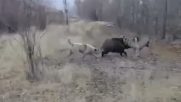 Muş'ta yaban domuzunu kovalayan çoban köpeklerinin görüntüleri sosyal medyada ilgi gördü