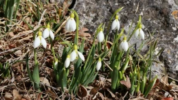 Konya'nın yüksek kesimlerinde baharın müjdecisi kardelenler çiçek açtı