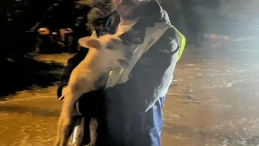 İzmir’de sağanak yağış sonrası mahsur kalan hayvanlar itfaiye ekipleri tarafından kurtarıldı