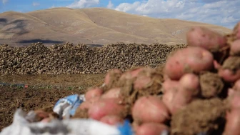 Bayburt'un Çayıryolu köyünde patates hasadı için İranlı işçiler çalışıyor