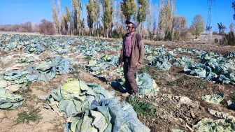 Yozgat'ta baba ve oğul 30 yıldır organik lahana yetiştiriyor