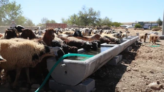 MARDIN Büyükşehir Belediyesi 5 Ilçede 330 Sıvat Dağıttı