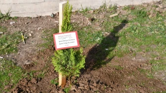 Vezirköprü’de Gazze ve şehitler anısına fidan dikme etkinliği düzenlendi